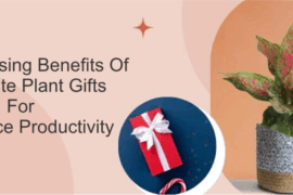 The Surprising Benefits Of Corporate Plant Gifts For Workplace Productivity