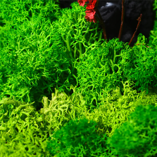 Forest Terrarium Classic Eco-Friendly