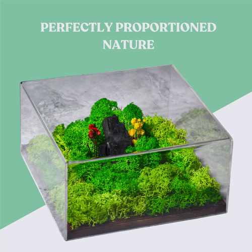 Forest Terrarium Classic Eco-Friendly