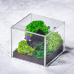 Forest Terrarium Cube Eco-Friendly